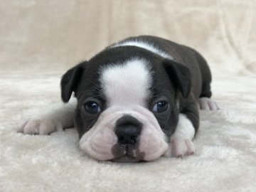ボストンテリア【群馬県・男の子・2021年11月30日・ボストンカラー】の写真「パパ犬DMクリアです。子犬発症リスク有りません！」