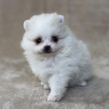 ポメラニアン【群馬県・男の子・2022年5月3日・クリーム】の写真「パパ犬遺伝子検査、高尿酸尿症クリア。子犬発症無し！」