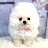 ポメラニアン