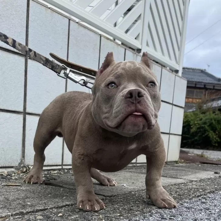 ID:2407-03128の子犬