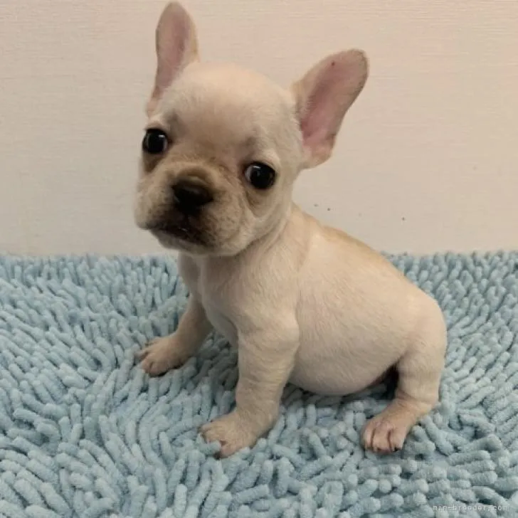 ID:2209-02552の子犬