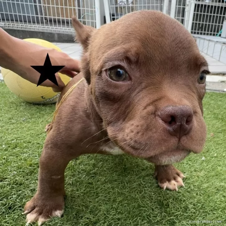 ID：2409-03846の子犬