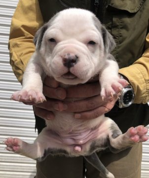 アメリカンブリー【滋賀県・女の子・2021年3月6日・ホワイト&ブルー】の写真「両耳のブルーがチャームポイント⭐️」