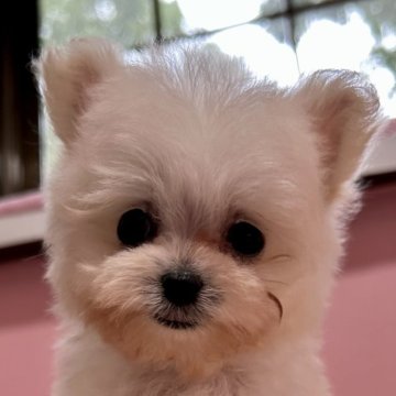 ポメプー(ポメラニアン×トイプードル)【鹿児島県・男の子・2024年9月4日・ホワイト】の写真「極小ポメプーちゃん」