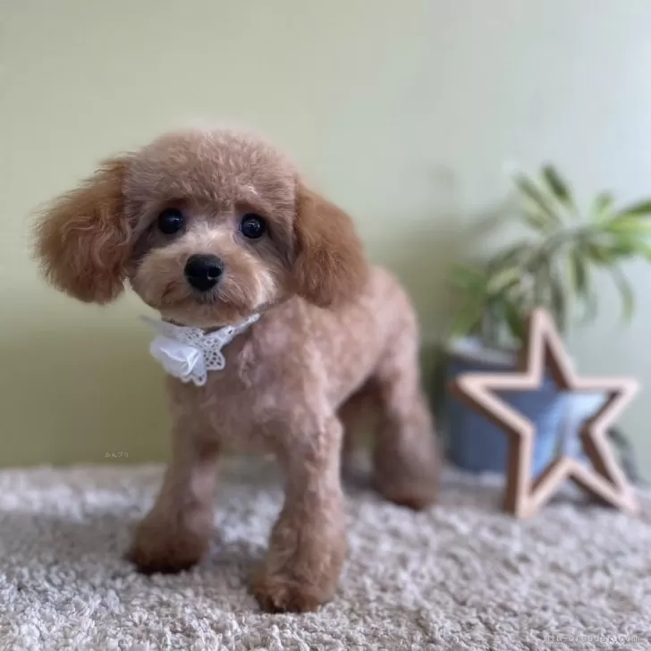 ID:2406-05484の子犬