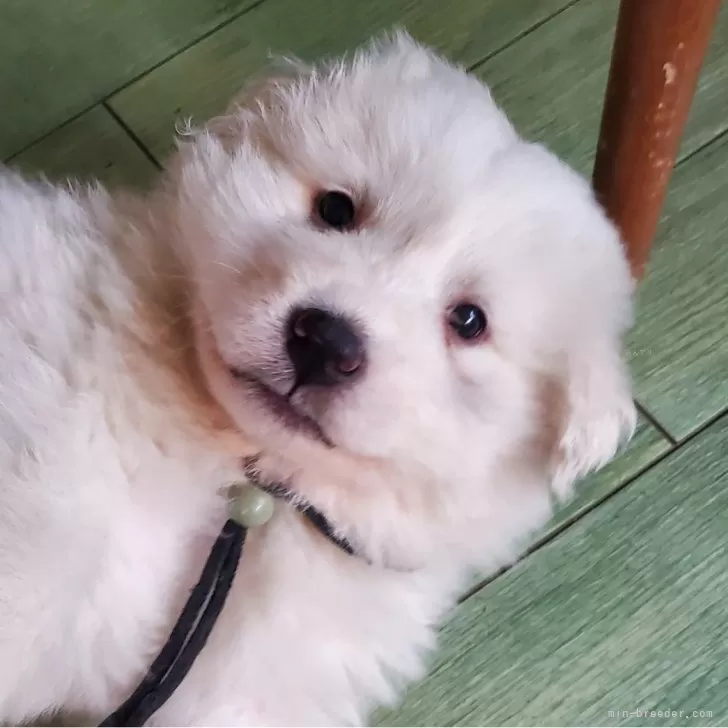 ID:2503-00378の子犬