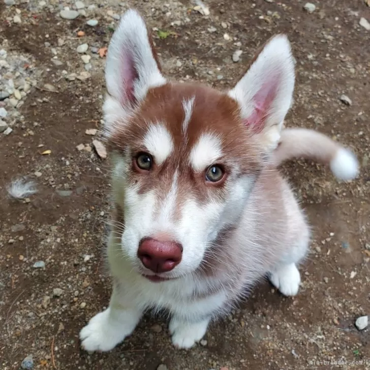 ID:2508-02492の子犬
