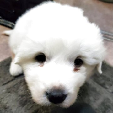 グレートピレニーズ【山梨県・男の子・2025年11月23日・ホワイト】の写真「真っ白コロコロの男の子です（・(ｪ)・）」