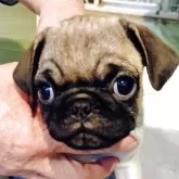 パグ