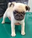 パグ【山梨県・男の子・2024年9月26日・フォーン】の写真6「★仔犬の健康と１日でも早く一緒にお出かけ出来ますように１度目のワクチン注射💉いたしました。」