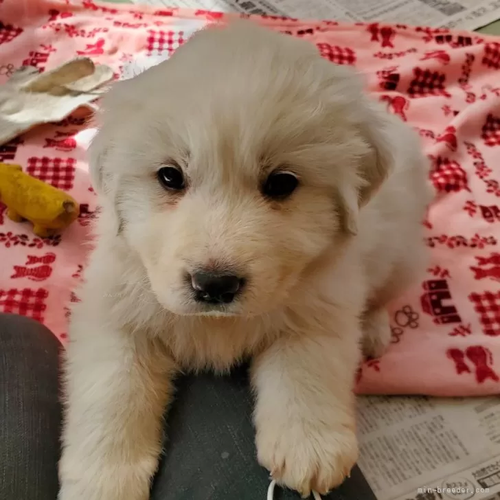 ID:2402-06559の子犬