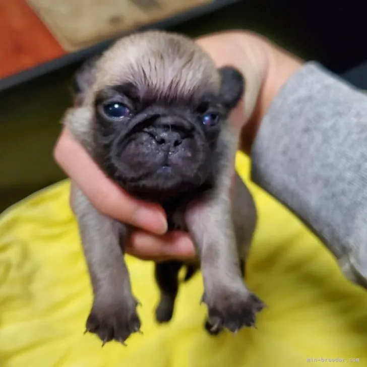 ID:2305-03760の子犬