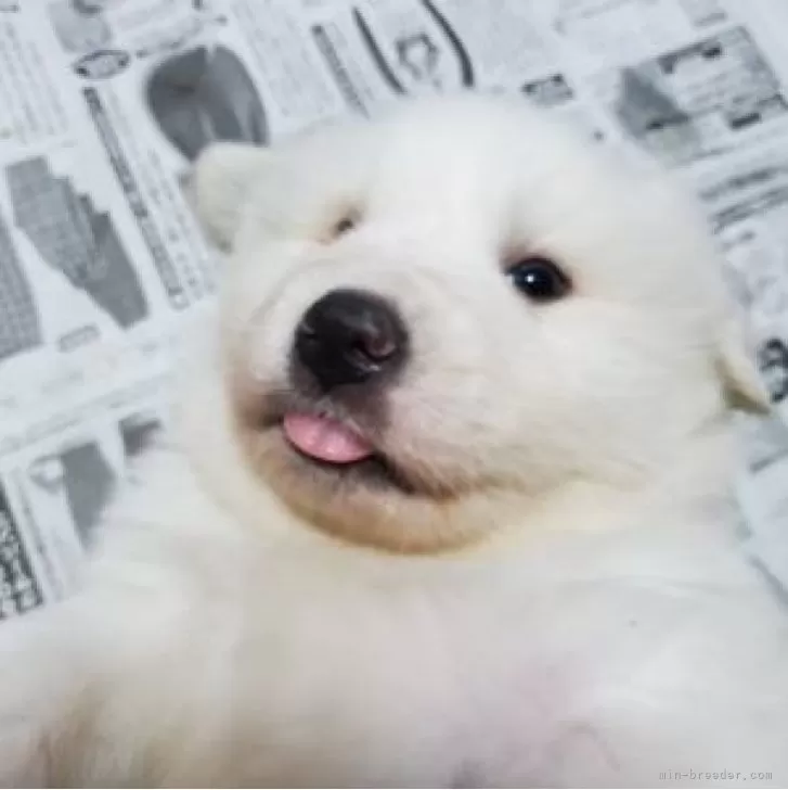 ID:2402-02270の子犬