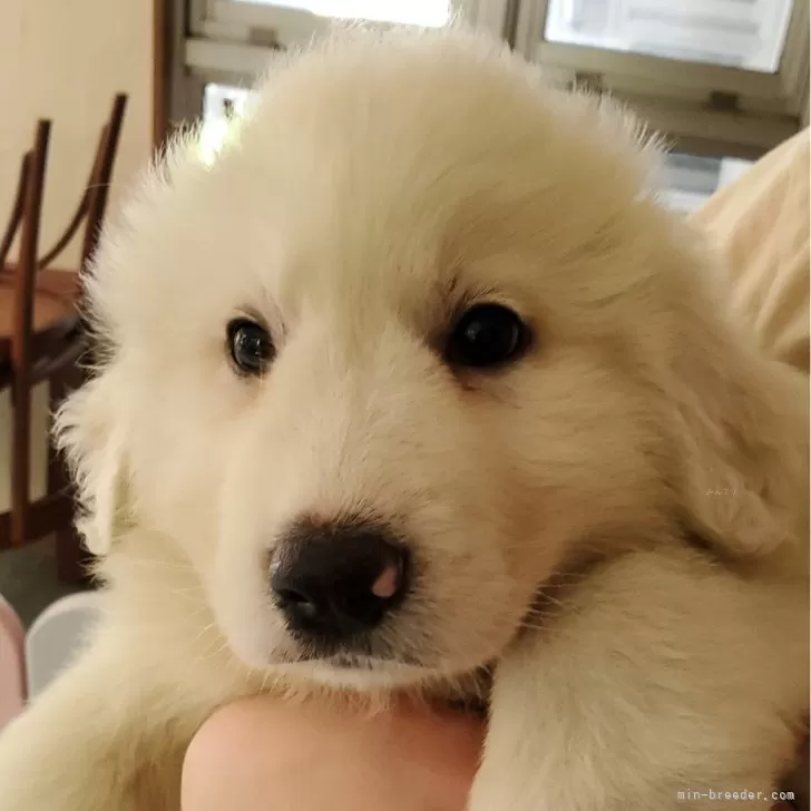 ID:2408-02862の子犬
