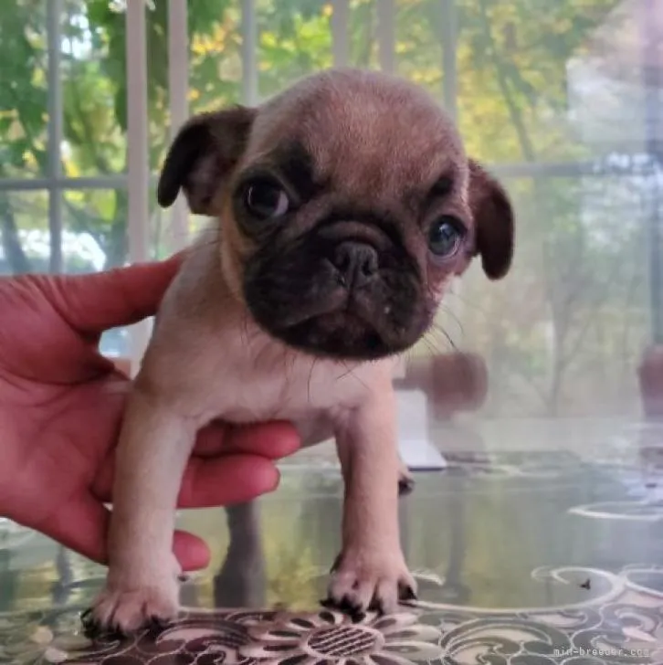 ID:2209-02819の子犬