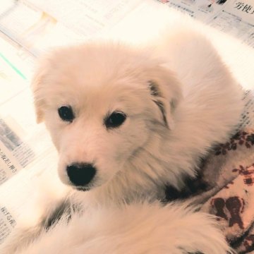 グレートピレニーズ【山梨県・女の子・2024年1月16日・ホワイト】の写真「まっ白　人懐っこい元気な子です♪」