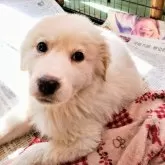 グレートピレニーズ【山梨県・女の子・2024年1月16日・ホワイト】の写真5