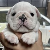 ブルドッグ