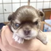 チワワ(ロング)