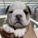 ブルドッグ