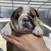 ブルドッグ