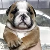 ブルドッグ