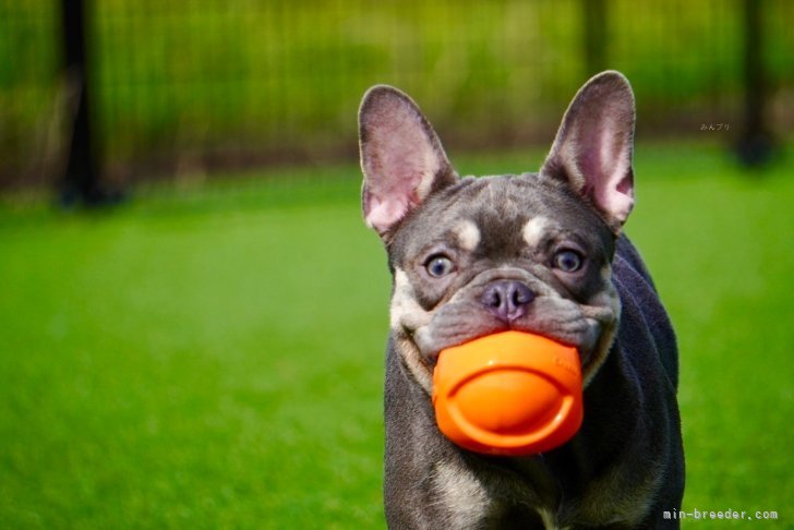 フレンチブルドッグ【・男の子・2024年4月23日・ブルータン】