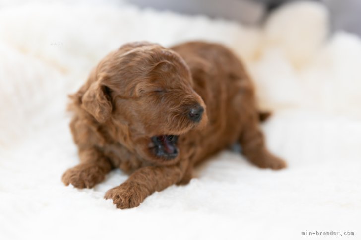 大東　裕美(おおひがし　ゆみ)ブリーダー(奈良県・トイプードル・JKC登録)の紹介写真10
