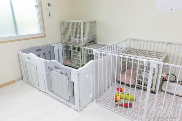 大東　裕美(おおひがし　ゆみ)ブリーダー(奈良県・トイプードル・JKC登録)の紹介写真4