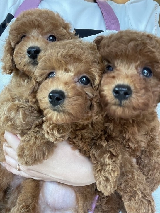 大東　裕美(おおひがし　ゆみ)ブリーダー(奈良県・トイプードル・JKC登録)の紹介写真6