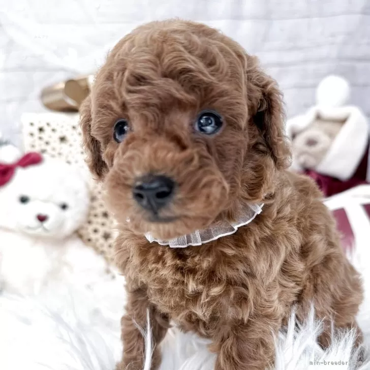 タイニープードル【奈良県・男の子・2025年11月7日・レッド】の写真1