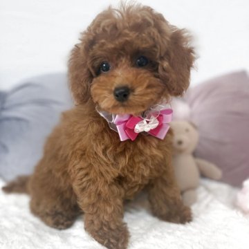 トイプードル(トイ)【奈良県・女の子・2025年1月3日・レッド】の写真「クリクリお目目の断尾していない女の子♡♡」