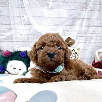 トイプードル(トイ)【奈良県・男の子・2025年11月7日・レッド】の写真「ふわふわレッドの優しいお顔の甘えんぼ男の子♡」