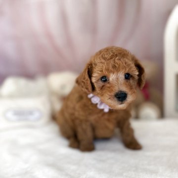 トイプードル(タイニー)【奈良県・女の子・2025年9月12日・レッド】の写真「元気いっぱい甘えん坊な女の子♡」