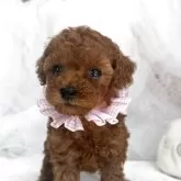 タイニープードル