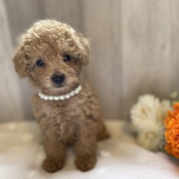 トイプードル(トイ)【奈良県・男の子・2023年8月13日・レッド】の写真「お目目が癒し系♡」