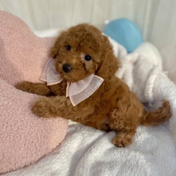 トイプードル(タイニー)【奈良県・女の子・2024年3月17日・レッド】の写真「全てコミコミのお値段です.*♡*♡.*♡.*」