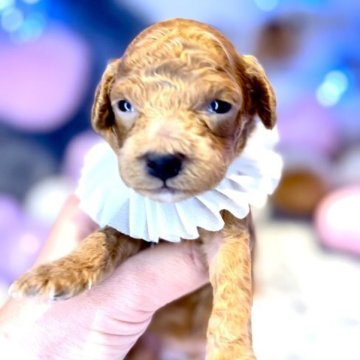 トイプードル(トイ)【奈良県・男の子・2023年8月20日・レッド】の写真「癒し系♡」