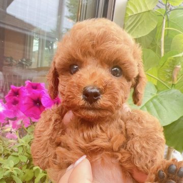 トイプードル(タイニー)【奈良県・女の子・2024年5月16日・レッド】の写真「ちょっと離れ目がチャームポイント🤍」