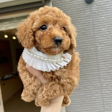 トイプードル(タイニー)【奈良県・男の子・2024年3月17日・レッド】の写真「全てコミコミ価格ପ(⑅ˊᵕˋ⑅)ଓ」