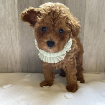 トイプードル(トイ)【奈良県・男の子・2023年8月13日・レッド】の写真「愛嬌のあるお顔立ち♡」