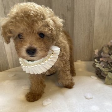 トイプードル(トイ)【奈良県・男の子・2023年8月13日・カフェオレ】の写真「癒し系の優しいお顔立ち♡」