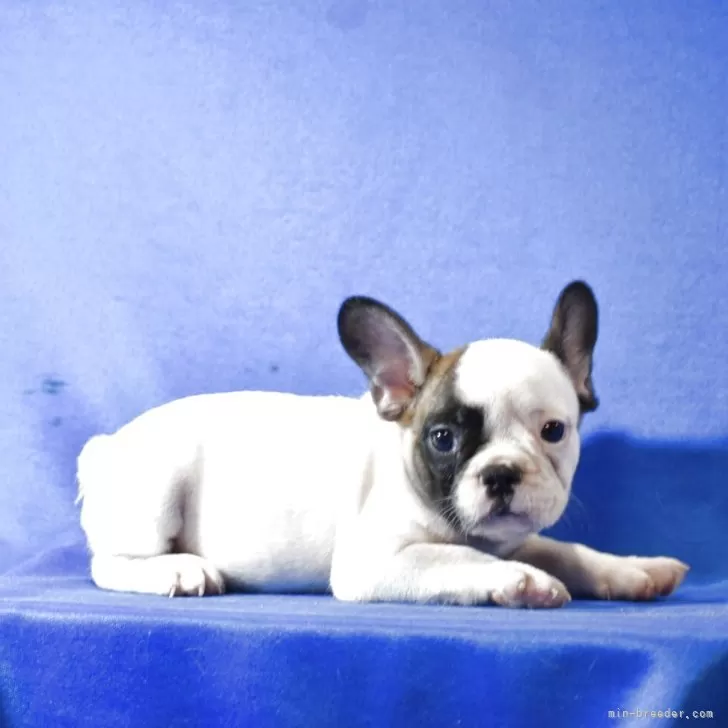 フレンチブルドッグ【愛媛県・女の子・2025年7月28日・ホワイト&ホーン】の写真1
