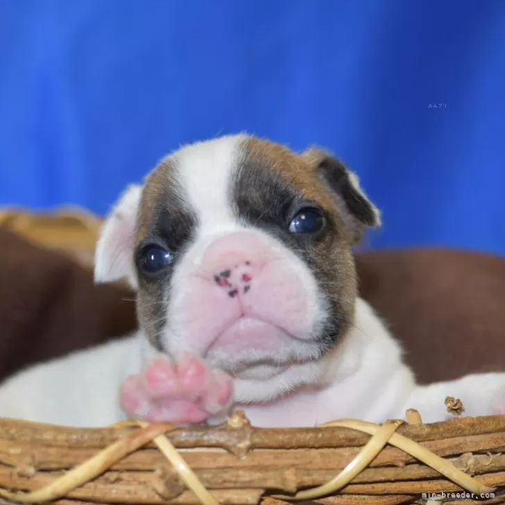 ID：2503-07500の子犬