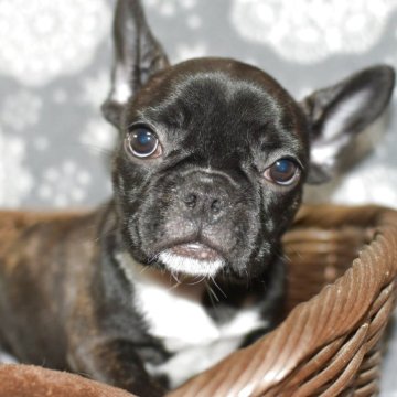 フレンチブルドッグ【愛媛県・女の子・2025年3月2日・ブリンドル】の写真「甘えん坊で、素直な子です」