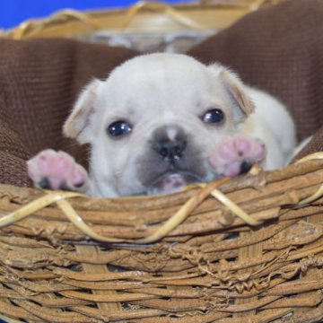 フレンチブルドッグ【愛媛県・男の子・2025年3月2日・クリーム】の写真「甘えん坊です」