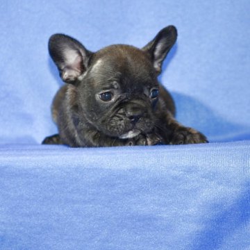 フレンチブルドッグ【愛媛県・女の子・2025年7月28日・ブリンドル】の写真「おとなしいいい子です」
