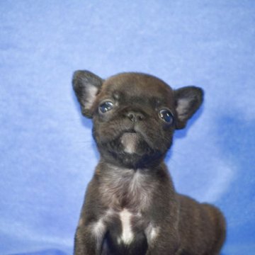 フレンチブルドッグ【愛媛県・男の子・2025年9月9日・ブリンドル】の写真「おとなしい子こです現在体重700gです。」