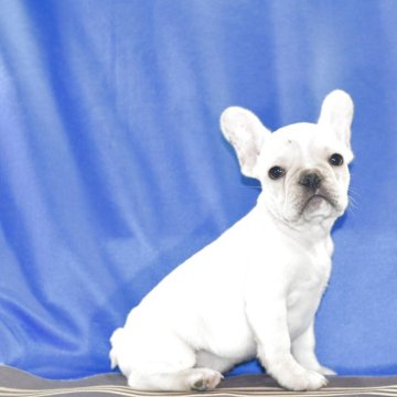 フレンチブルドッグ【愛媛県・女の子・2025年9月9日・クリーム】の写真「おとなしい子こですがよく食べ発育発達中」