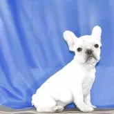 フレンチブルドッグ